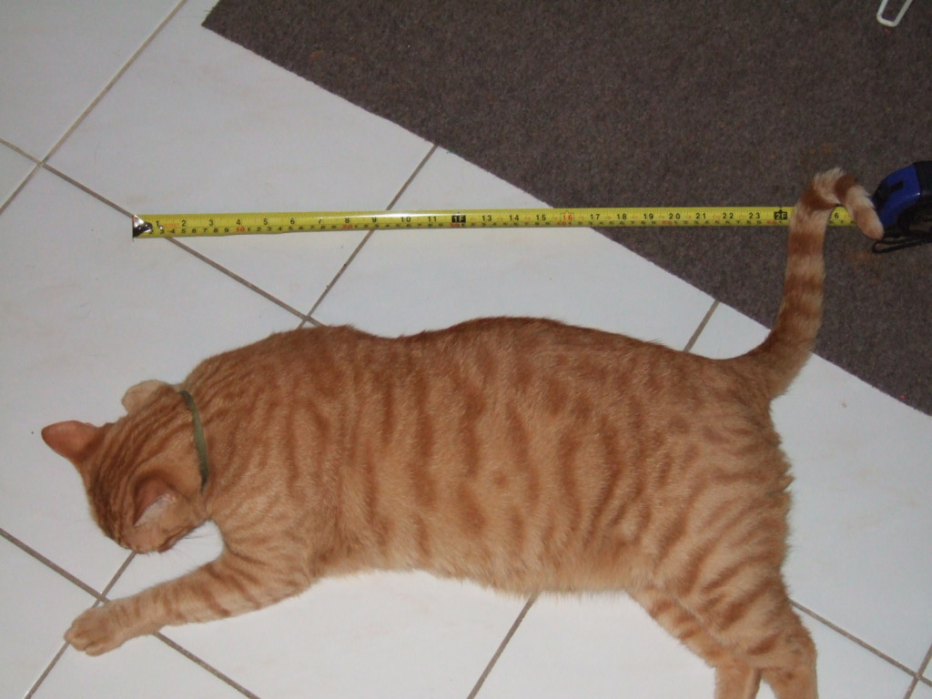 How tall is your cat? Cat Forum Cat Discussion Forums
